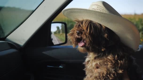 Bir köpek bir kovboy şapkalı sürücüsünün yanında arabada seyahat — Stok video