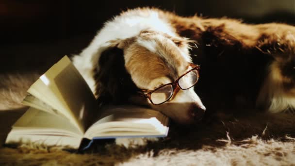Літня леді собака розкладається у відкритій книзі — стокове відео