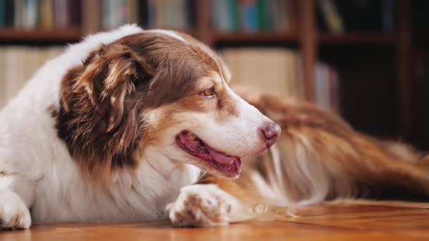 A dog of the Australian Shepherd breed lays on the floor in the library. Lovely Pets Concept — Stock Video