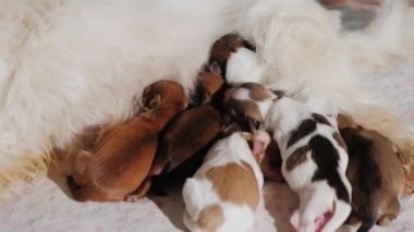 Beyaz köpek onun yeni doğan yavruları beslenir
