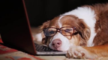 Bir köpek bardaklarda bir dizüstü bilgisayar uyur. İş kavramı overstrain