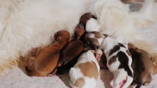 Perro blanco alimenta a sus cachorros recién nacidos — Vídeos de Stock