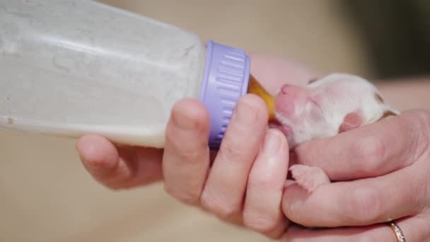 A woman is feeding from a bottle of a newborn puppy. Caring and protection concept. Side view — Stock Video