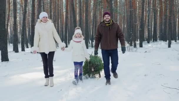 Una coppia sposata con un bambino cammina attraverso una foresta innevata, una ragazza sta trascinando una slitta con un albero di Natale. Vigilia di Natale e Capodanno . — Video Stock