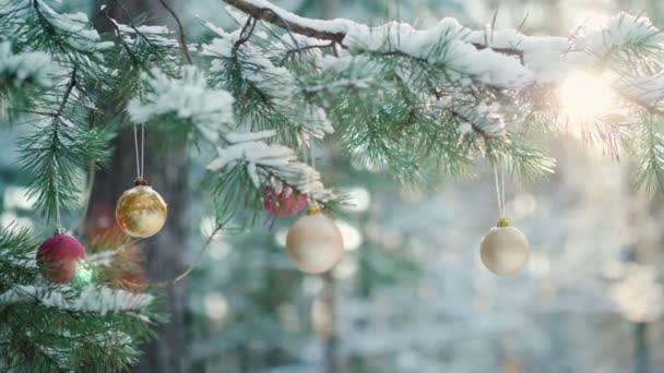 Красивая ветка новогодней елки, украшенная красочными игрушками — стоковое видео