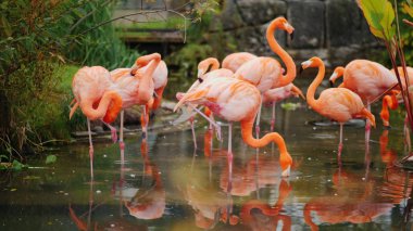 Pembe Amerikan suda otlatma Flamingos bir sürü