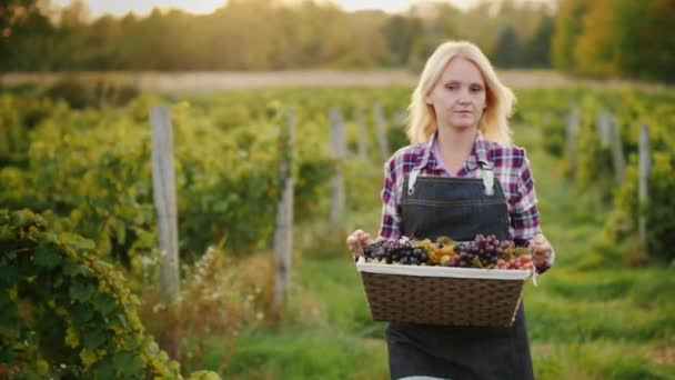 Jordbrukaren bär en korg av druvor, går längs banan mellan raderna i vingården — Stockvideo