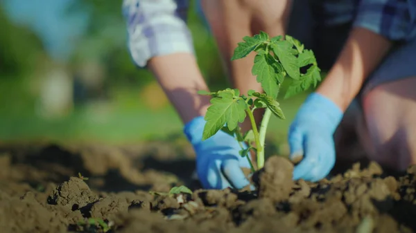 Tomatensetzlinge in die Erde pflanzen. Die Hände drücken den Boden sanft um den jungen Trieb — Stockfoto
