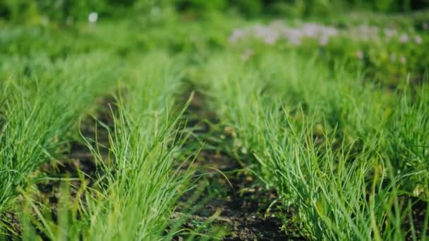 Hasta las hileras de la cebolla verde, en el fondo florecen los arbustos de patatas. Jardín de granjeros bien cuidado — Vídeo de stock