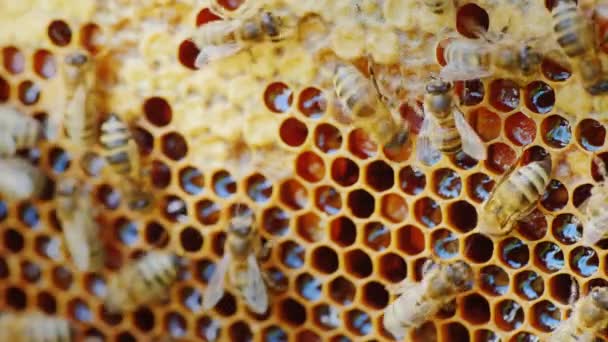 Una colonia de abejas trabaja en un marco de cera en la colmena — Vídeos de Stock