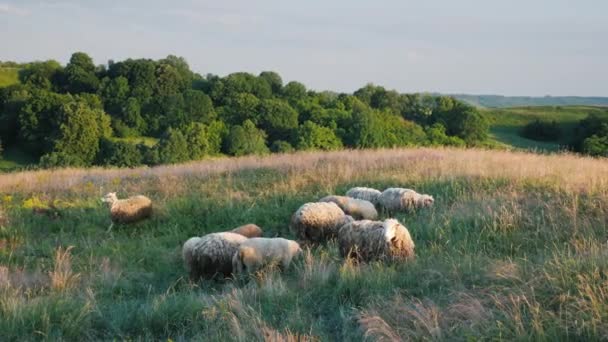 Een Kudde Schapen Laten Grazen Een Schilderachtige Vallei Tegen Achtergrond — Stockvideo