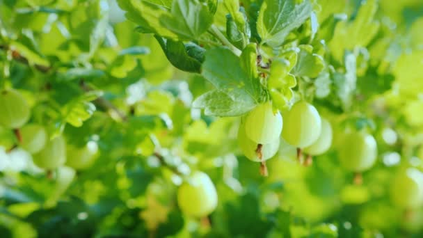 Агрус смачні та корисні ягоди — стокове відео