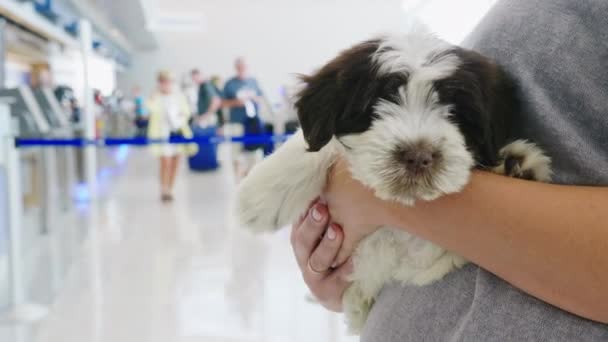 Travel with the pet. A woman is holding a puppy in her arms, standing in the airport terminal — Stock Video