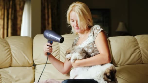 Soins et soins des animaux de compagnie. Une femme sèche un chiot avec un sèche-cheveux — Video