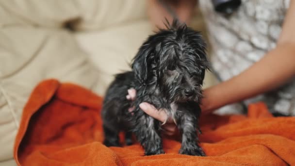 Siyah köpek yavrusu banyo sonra kuru. Küçük bir köpek yavrusu saç kurutma makinesi ile kurutulur — Stok video