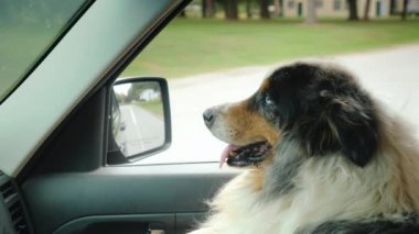 Sağlam bir çoban köpeği sürücüsünün yanında yolcu koltukta seyahat
