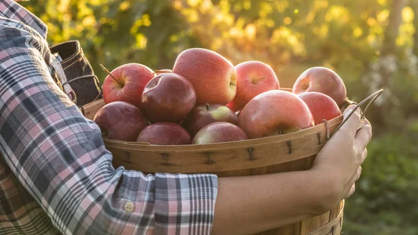 Kvinna som håller en trä korg med röda äpplen. Färska ekologiska frukter från deras trädgård — Stockfoto
