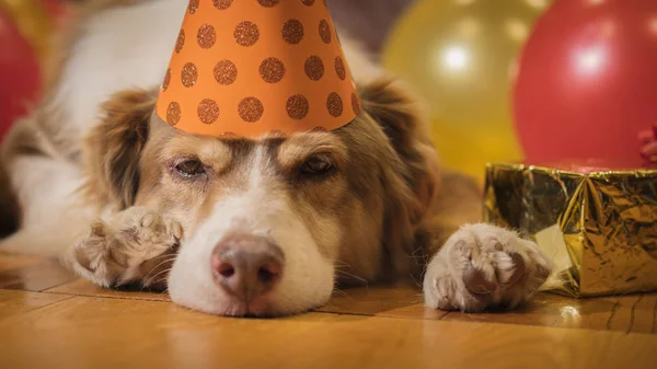 Собака у святковій шапці лежить біля подарунків. Свято домашніх тварин — стокове фото