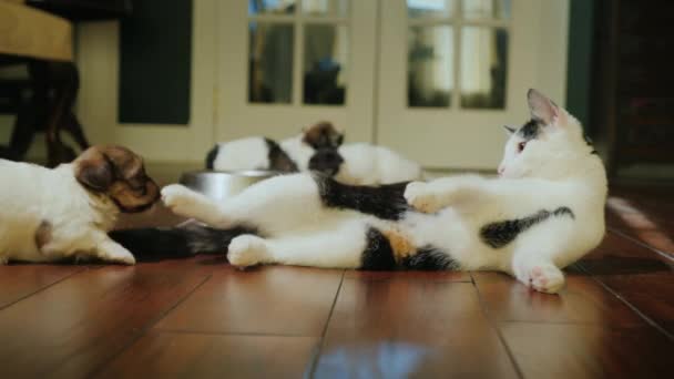 Le chat joue avec un petit chiot mignon. En arrière-plan, un groupe de chiots mangent dans un bol. Animaux drôles — Video