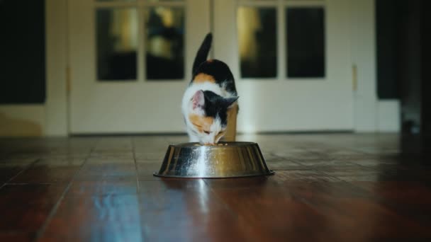 Γατάκι τρώει ξηρή τροφή από ένα κύπελλο στο πάτωμα — Αρχείο Βίντεο