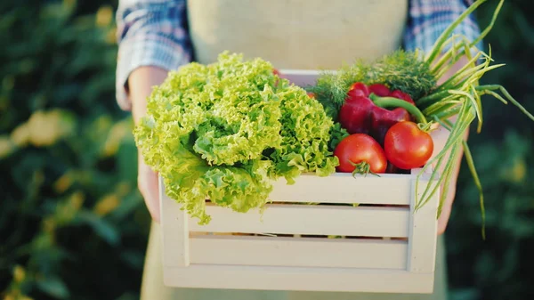 Zemědělce drží dřevěný box s čerstvou zeleninou. Biopotravin z malé farmy — Stock fotografie