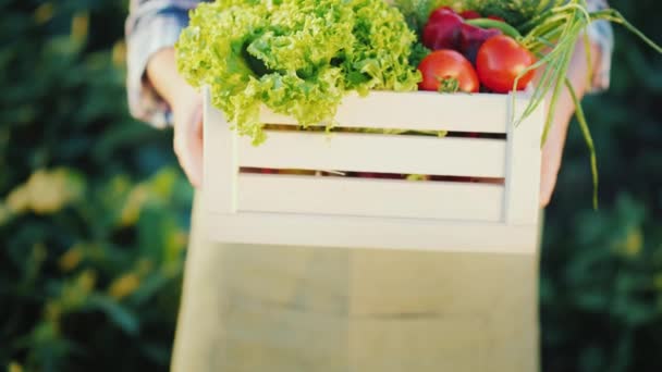 Çiftçinin taze sebze ile ahşap kutu-tamam. Küçük bir çiftlik Organik gıda — Stok video
