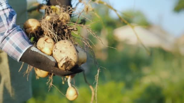 Ein Bauer hält einen großen Kartoffelstrauch in der Hand, der gerade aus dem Boden gegraben wurde — Stockvideo