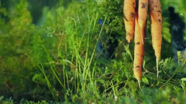 Свіжі овочі з саду - крупним планом кури витягають моркву з землі — стокове відео