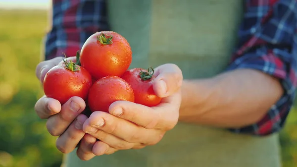 Las manos cuidadosas del granjero conservan los tomates frescos. Concepto de productos ecológicos —  Fotos de Stock