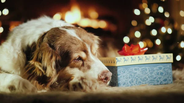 Dog napping at the Christmas gift on the background of the fireplace — Stock Photo, Image