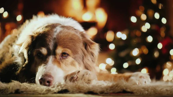 Portréja egy juhászkutya, a kandalló mellett. A fények mögött a látható fény a karácsonyfa. Hangulatos otthoni és újévi ünnepek koncepció — Stock Fotó
