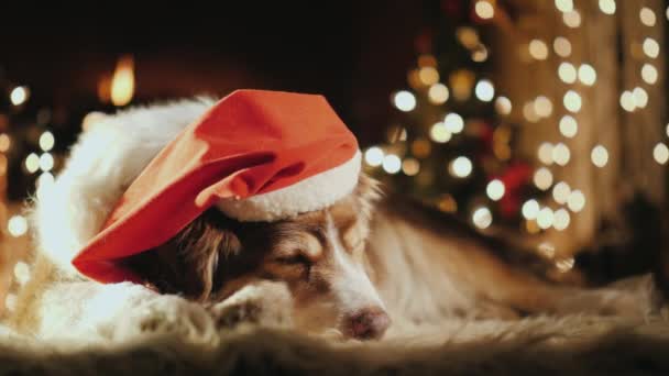 The dog is sleeping on the rug near the fireplace. There is a festive cap on it, in the background there are Christmas lights — Stock Video