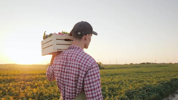 Een jonge mannelijke boer wandelingen langs het veld met een doos met verse groenten. Achteraanzicht — Stockfoto