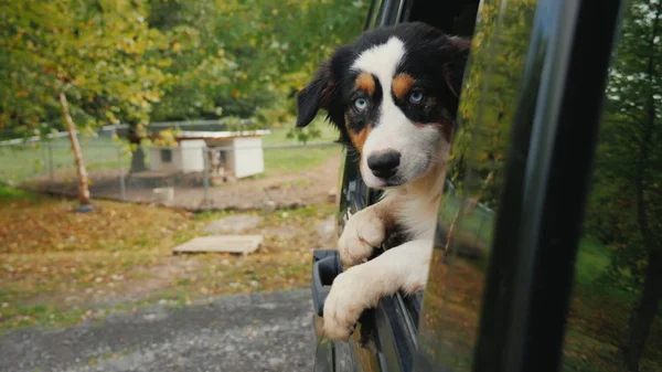 The dog leaves the animal shelter. Looks out of the car window, in the background, cages and booths with dogs. Adopting a pet concept — Stock Photo, Image