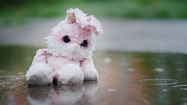Lovely, damp pink hare sitting in a puddle in the rain — Stock Photo, Image