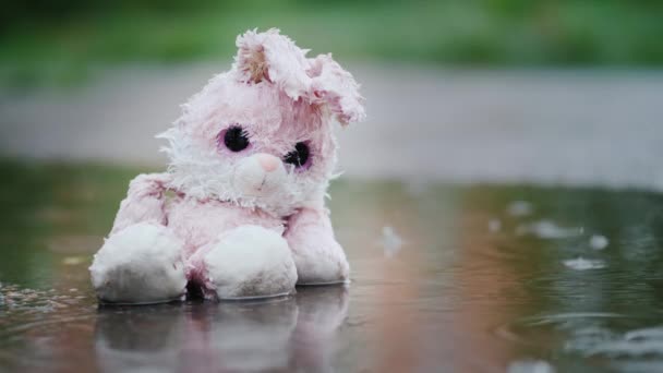 Прекрасный, влажный розовый заяц сидит в луже под дождем — стоковое видео