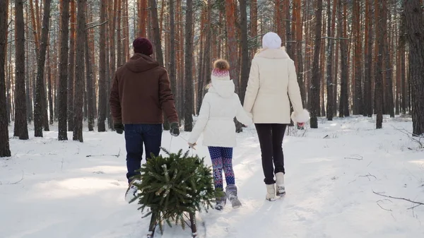 Um casal com um filho caminha por uma floresta coberta de neve, uma menina está arrastando um trenó com uma árvore de Natal. Véspera de Natal e Ano Novo. Vista traseira — Fotografia de Stock