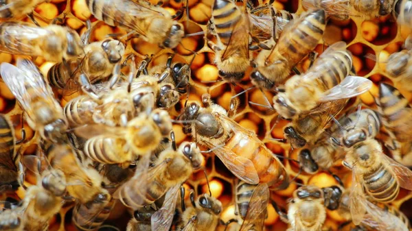 A abelha rainha rodeada de abelhas: que apoiam e alimentam — Fotografia de Stock