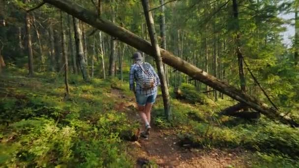 Donna turista con uno zaino va lungo il sentiero forestale — Video Stock