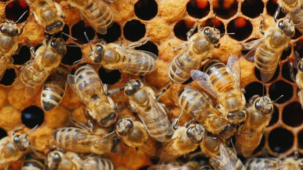 Fazla arı bal, işlenmiş polen ile çerçeve üzerinde çalışma