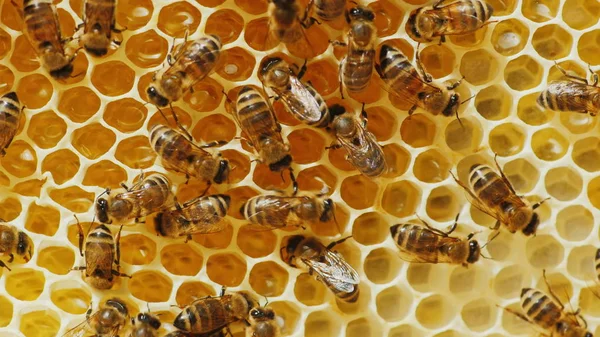 Bees are processed nectar to honey. On honeycombs with honey — Stock Photo, Image