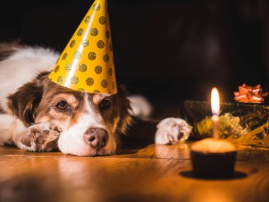 Doğum günü evde beslenen hayvan. Köpek şapkalı küçük bir pastaya bir mum ile görünüyor.