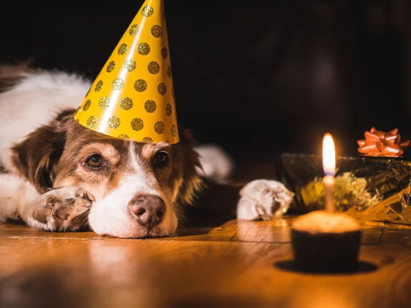 Birthday pet. The dog in the cap looks at a small cake with a candle — Stock Photo, Image