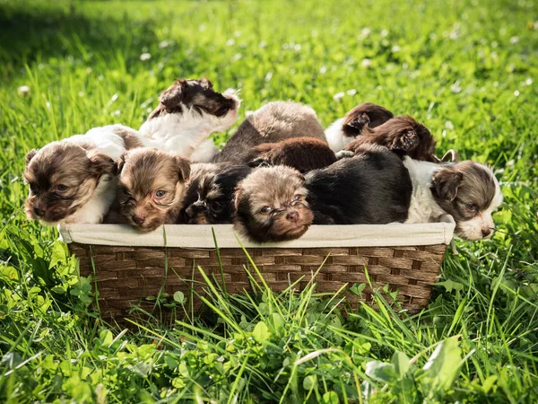 Muchos cachorros lindos están sentados en una canasta que se encuentra en la hierba verde —  Fotos de Stock