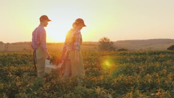 Two farmers carry a box of vegetables, go across the field at sunset. Organic farming and healthy eating concept — Stock Video
