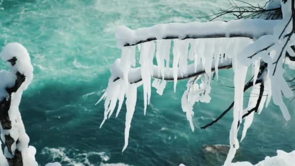 An icy twig of a tree with icicles against the blue water of Niagara Falls. Winter season — Stock Video