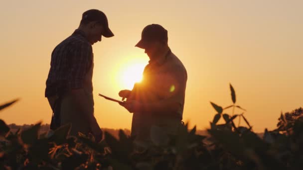 Двоє чоловіків фермер працює в полі на заході сонця, використовуючи планшет — стокове відео