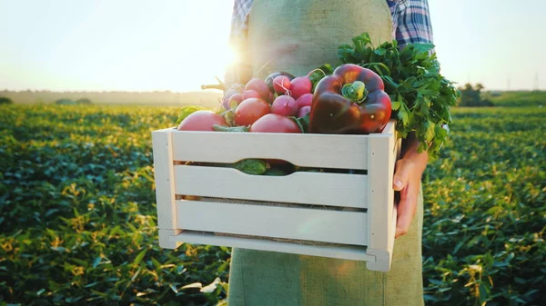 Um jovem agricultor está segurando uma caixa de madeira com legumes de seu campo. Na foto, apenas as mãos são visíveis. Produtos frescos e saudáveis — Fotografia de Stock
