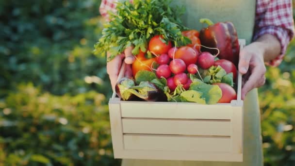 Un agricultor sostiene una caja de rábanos y otras verduras de temporada . — Vídeos de Stock