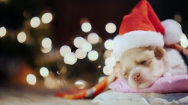 Noel için küçük bir köpek yavrusu bebek için hediye